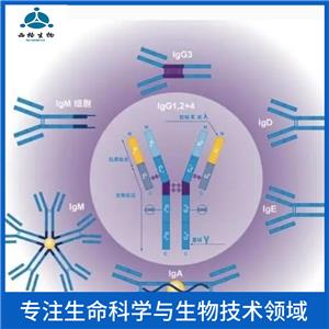 C型凝集素结构域家族5成员A抗体