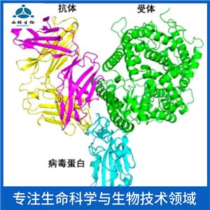 C型凝集素结构域家族5成员A抗体,CLEC5A Rabbit pAb