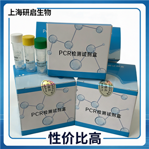 牛冠状病毒（BCV）核酸检测试剂盒