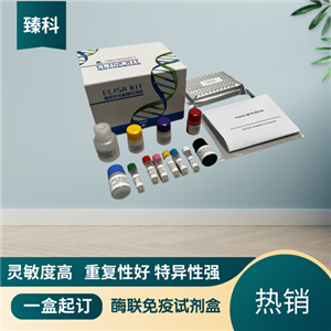 大鼠V-Rel网状内皮增生病毒癌基因同源物A(RELA）ELISA试剂盒