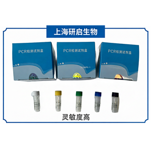 犬瘟热病毒(CDV)核酸检测试剂盒