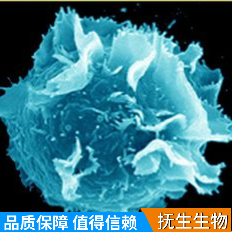 Huh7.5人肝癌细胞,Huh7.5