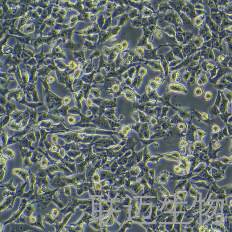 HEPA1-6-LUC细胞（小鼠肝癌细胞-荧光素酶标记）LM8C0714-L,HEPA1-6-LUC