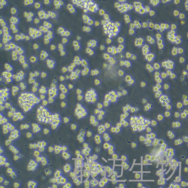 RAJI-LUC细胞（人口腔鳞癌细胞-荧光素酶标记）LM8C0189-L,RAJI-LUC
