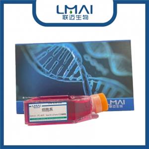 LLC-LUC-GFP细胞（小鼠肺癌细胞-绿色荧光蛋白-荧光素酶标记）LM8C0140-LG,LLC-LUC-GFP