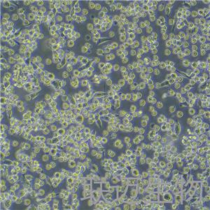 LLC-LUC-GFP细胞（小鼠肺癌细胞-绿色荧光蛋白-荧光素酶标记）LM8C0140-LG