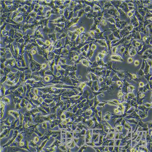 HEPA1-6-LUC细胞（小鼠肝癌细胞-荧光素酶标记）LM8C0714-L