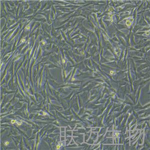 H1975-LUC-GFP细胞（人肺腺癌细胞-绿色荧光蛋白-荧光素酶标记）LM8C0298-LG