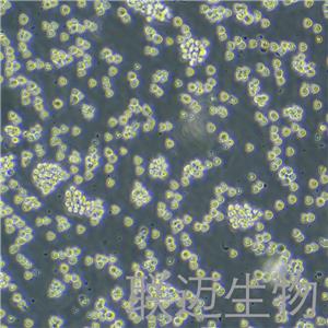 RAJI-LUC细胞（人口腔鳞癌细胞-荧光素酶标记）LM8C0189-L